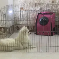 پامرین روباهی ماده|سگ|کاشان, سه راه پرورشگاه|دیوار