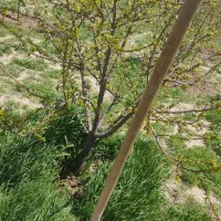 باغچه-500متری-با-آب-چاه-عمیق-و-لوله-6اینچ