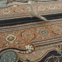 عروس هلندی نر