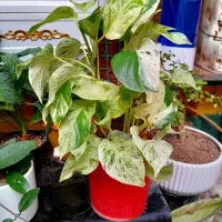 گلهای با کیفیت