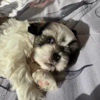 توله سوپر فلت نر|سگ|تهران, استاد معین|دیوار