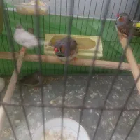 یک  جفت فنچ مولد جوجه ده بدونه قفس ۳۰۰