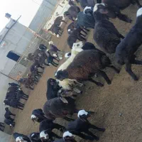 130راس گوسفند|حیوانات مزرعه|فرمهین, |دیوار