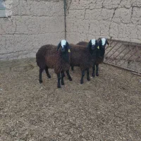 شیشک شال اصیل منگوله دار