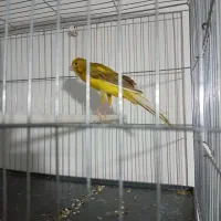 قناری رسمی بلند قرص بخون مست مست|پرنده|رباطکریم, شهرک صنعتی صباشهر|دیوار