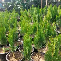 کاج کامیس نوکدار فشرده|فعالیت داوطلبانه|کلاچای, |دیوار