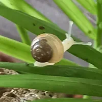 حلزون یکی بخر دوتا ببر