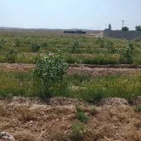 3300متر-باغ-پسته-7ساله-1ساعت-اب-معاوضه-با-ماشین