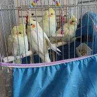 عروس هلندی