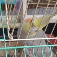 عروس هلندی نر