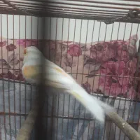 قناری نرسرامیکی