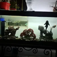 آکواریوم|ماهی|بروجرد, |دیوار