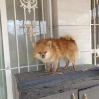 سرگرمی لوازم جانبی حیوانات|سگ|شاندیز, |دیوار