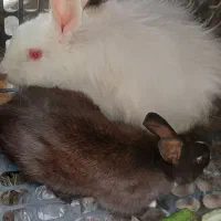 خرگوش خونگی خشگل