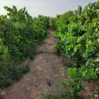 باغ ویلا تاکستان شهرک اک|فروش خانه و ویلا|اسفرورین, |دیوار