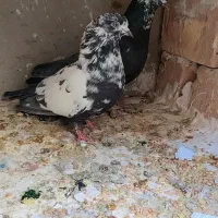 دونه ای ۳۰۰|پرنده|زید آباد, |دیوار