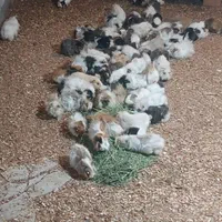 خوکچه هندی در رنگ و نژاد های مختلف