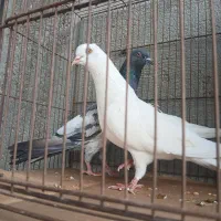 یک جفت کبوتر نر ماده  بفروش میرسد|پرنده|میناب, |دیوار