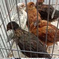 جوجه دوماهه