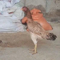 مرغ لاری