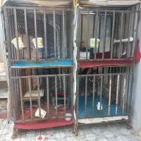 خروس مرغ لاری و قفس لاری