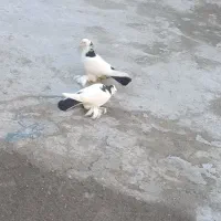 کبوتر|پرنده|تبریز, |دیوار