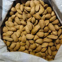 بادام سنگی تازه .