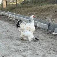 مرغ و خروس برهما|حیوانات مزرعه|گرگان, |دیوار