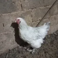 مرغ|حیوانات مزرعه|تربت‌حیدریه, حاجی یار‎|دیوار