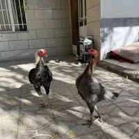 یک جفت عطیقه فروشی|پرنده|تربت جام, شهید غلام زاده|دیوار