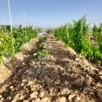 باغ فروشی معاوضه با ماشین|فروش خانه و ویلا|ابهر, |دیوار