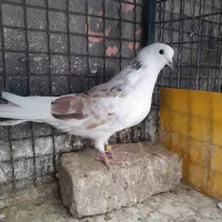 کبوتر هشت تا،هما،شازده ،ابلغ سبز،کله دار|پرنده|کرج, اصفهانی‌ها|دیوار