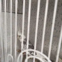 یک جفت عروس ایزابلا