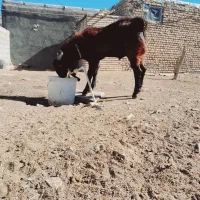 بزغاله پاکستانی نر۱۰ راس. بز میش بره|حیوانات مزرعه|رضویه, |دیوار