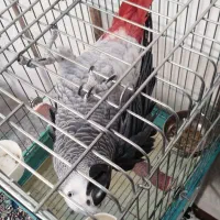 شاه کاسکو سخنگو دم قرمز|پرنده|زرند, |دیوار