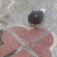 شهری قهوه ای وسینه سیاه