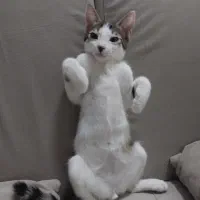 گربه گمشده|گربه|ورامین, ورامین|دیوار