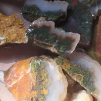 شجر سبز و پاییزی