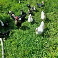 تخم اردک خارجی.قوغاز.برهما.سبرایت.خروس محلی