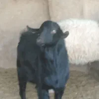 کهره نر و نری و بره|حیوانات مزرعه|کرمان, |دیوار