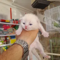 گربه