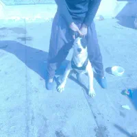 داگو آرژانتینو ماده خط خونی بالا