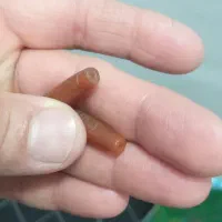 مهره لول ۲عدد فروش