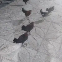 مرغ و خروس سالم|حیوانات مزرعه|کوهدشت, |دیوار