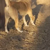 واگذاری سگ پژدر