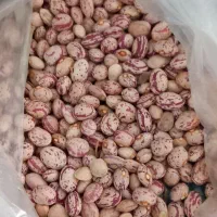 لوبیا چیتی سرحدی