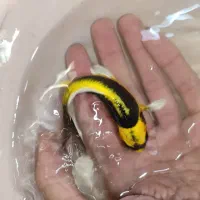 مایان کوی باله شیری|ماهی|مشهد, انقلاب|دیوار