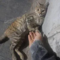 گربه گمشده|حیوانات|تهران, خرمشهر|دیوار