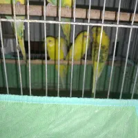 مرغ عشق و فنج|پرنده|خمینیشهر, |دیوار