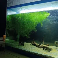 گیاه شیویدی معاوضه با ماهی